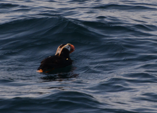 Tufted Puffin - ML572898301