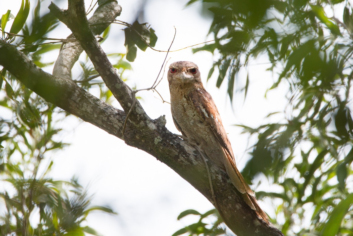 Papuan Frogmouth - Jan Lile