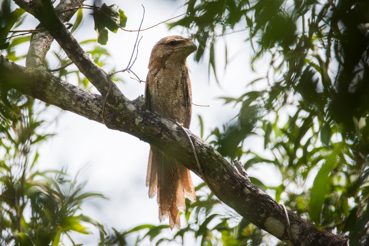 Papuan Frogmouth - ML572901531