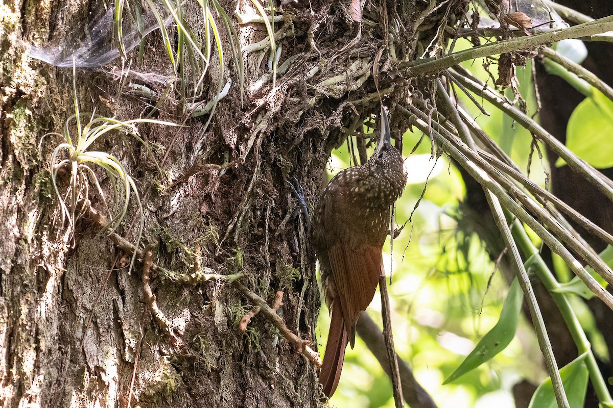 Spotted Woodcreeper - ML572908161