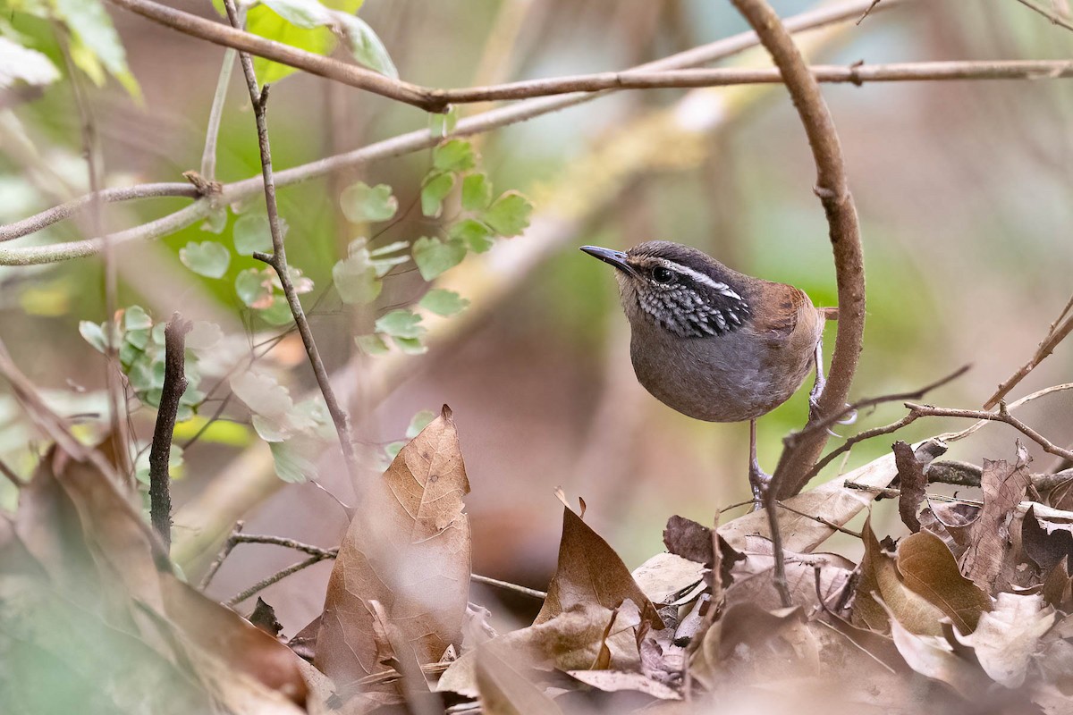 Gray-breasted Wood-Wren (Central American) - Scott Olmstead