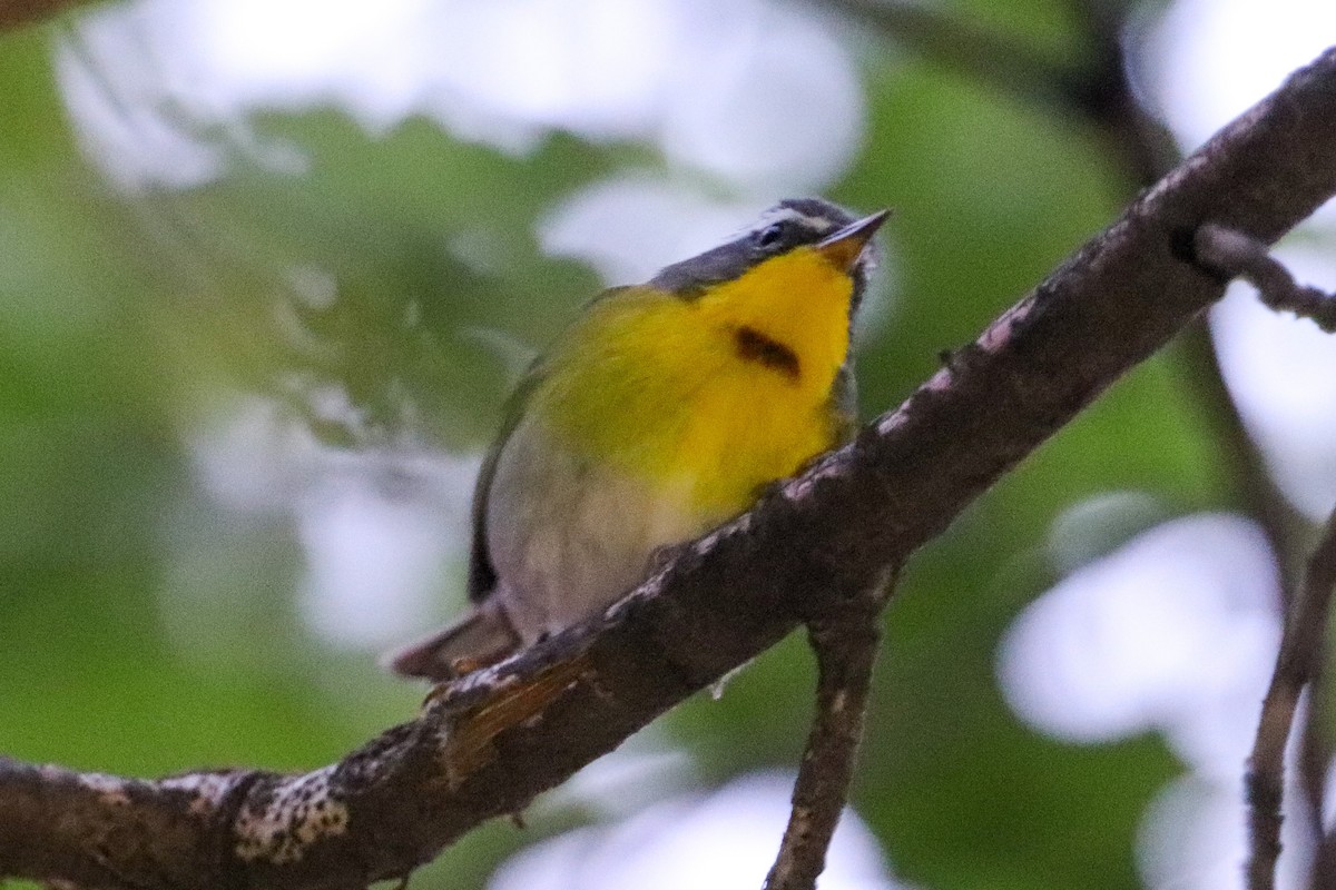 Crescent-chested Warbler - ML572913351