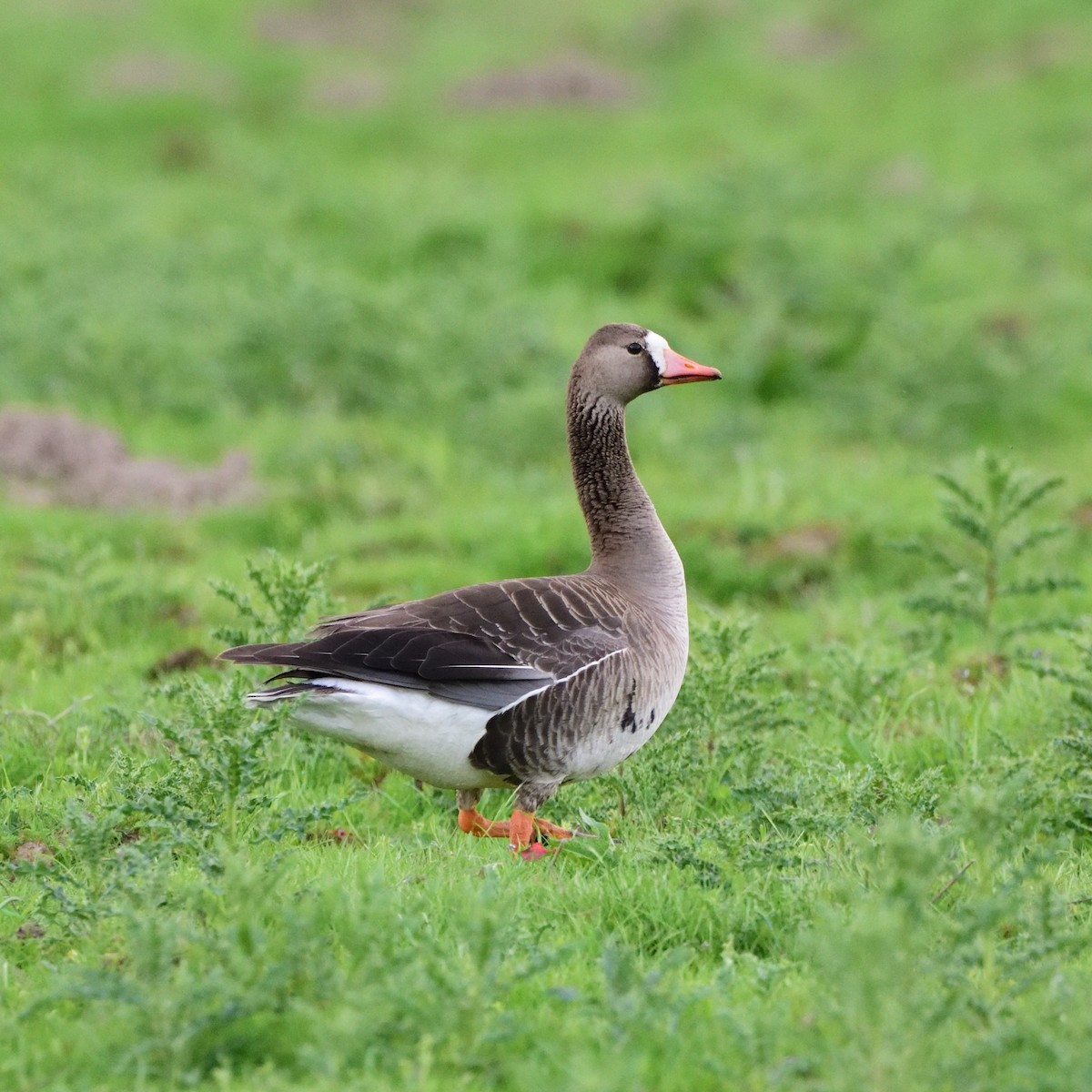 Greater White-fronted Goose - ML572913411