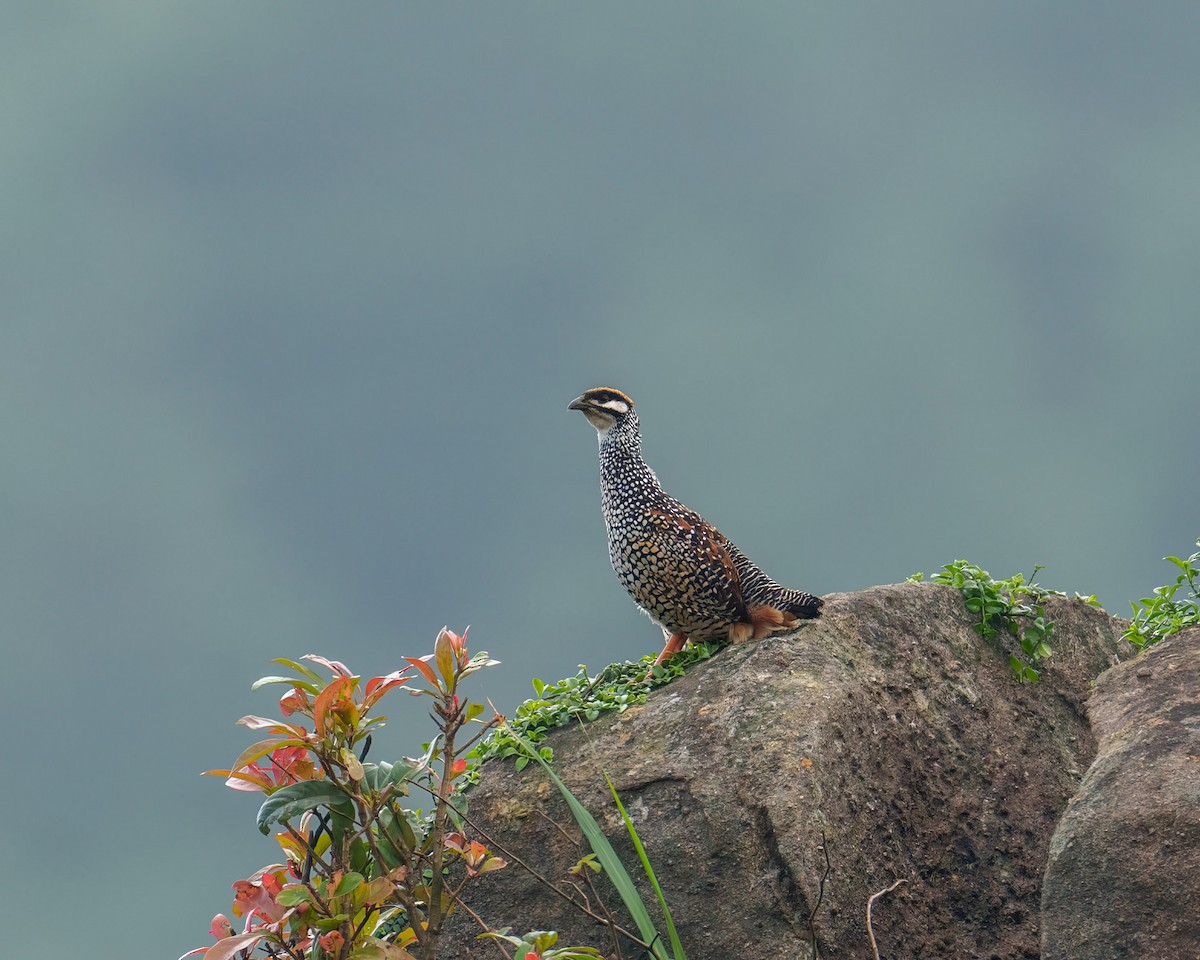 Chinese Francolin - ML572915941