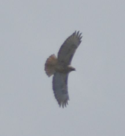 Red-tailed Hawk - ML572916591