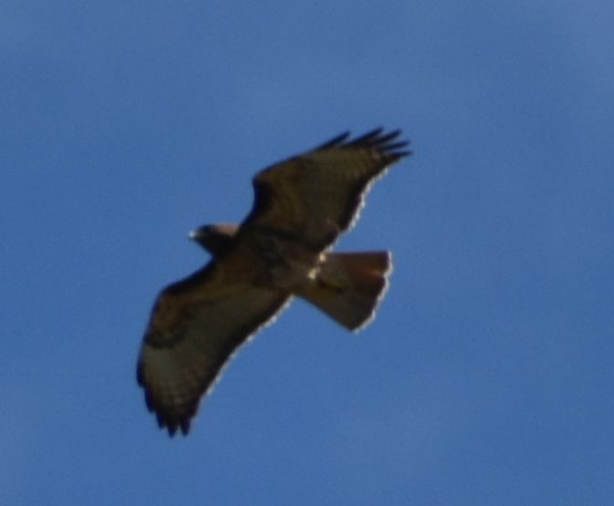 Red-tailed Hawk - ML572916611