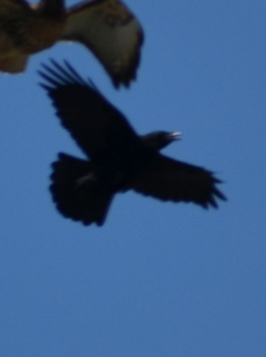American Crow - ML572916731