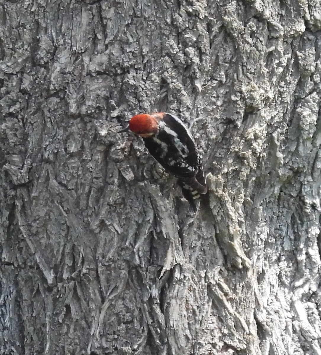 Red-breasted Sapsucker - ML572926811