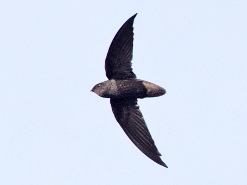 Short-tailed Swift - Steven Whitebread