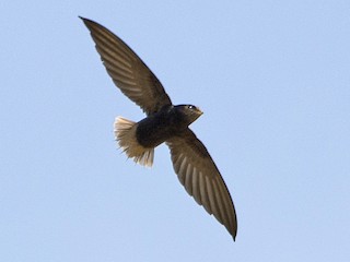 Short-tailed Swift - Chaetura brachyura - Birds of the World