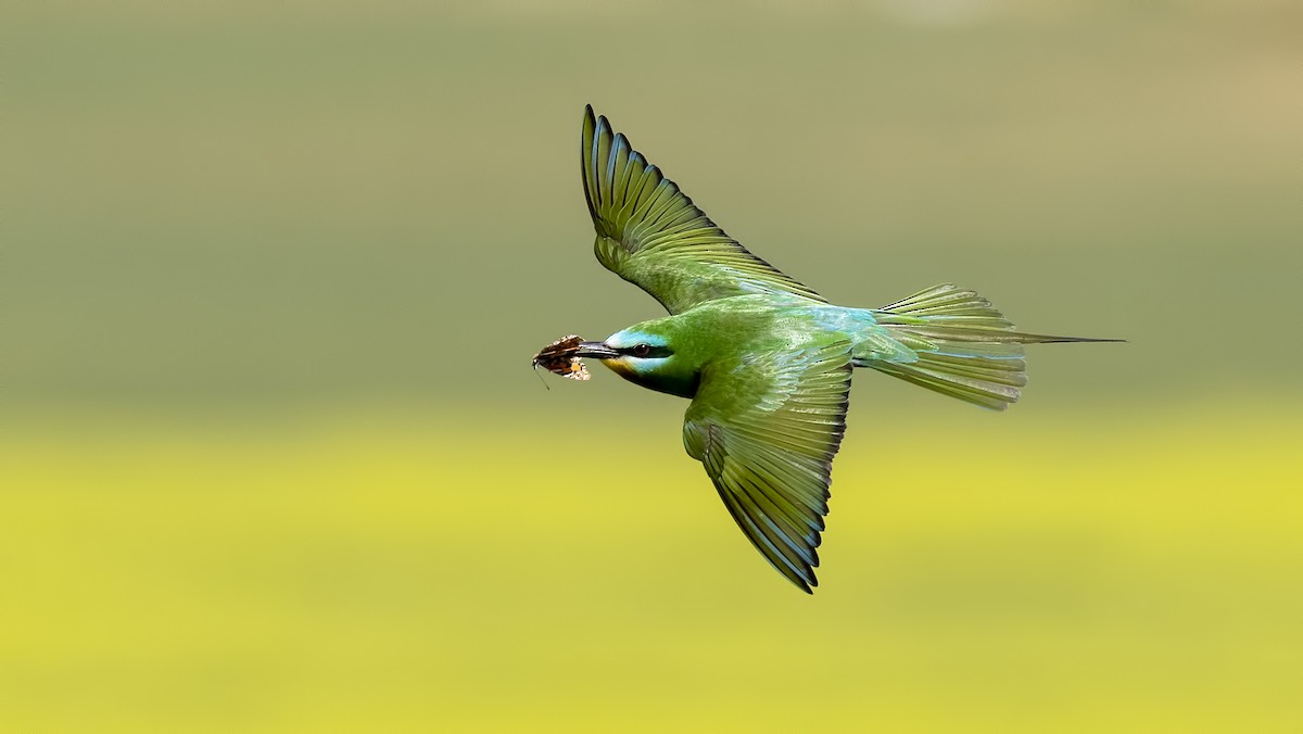Blue-cheeked Bee-eater - ML572930111