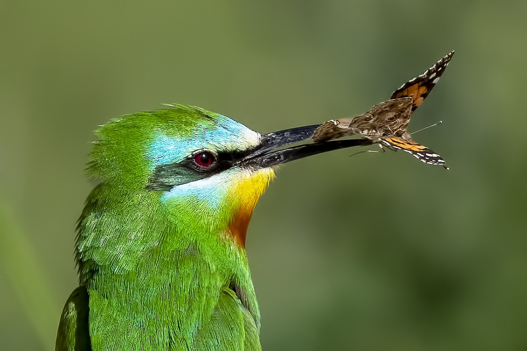 Blue-cheeked Bee-eater - ML572930121