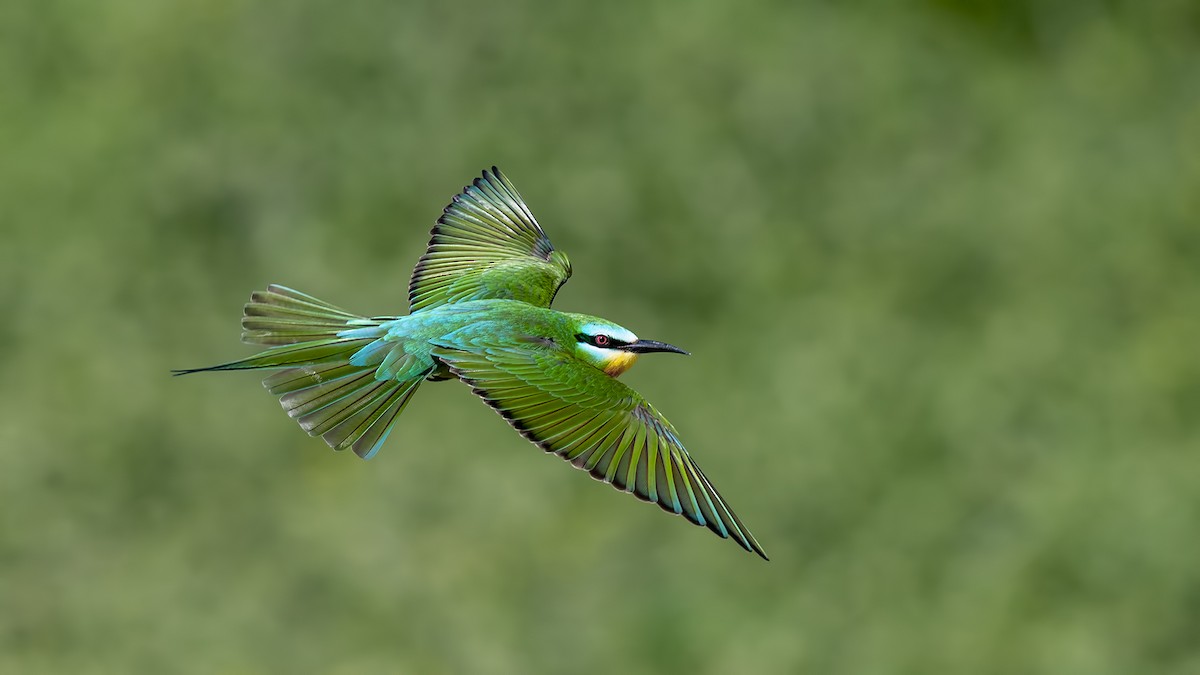 Blue-cheeked Bee-eater - ML572930141