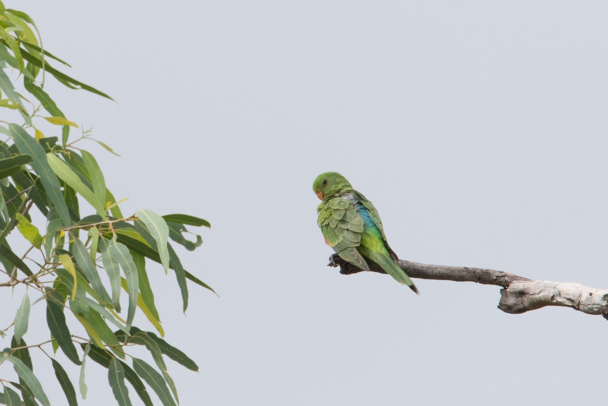 Red-winged Parrot - ML572933391