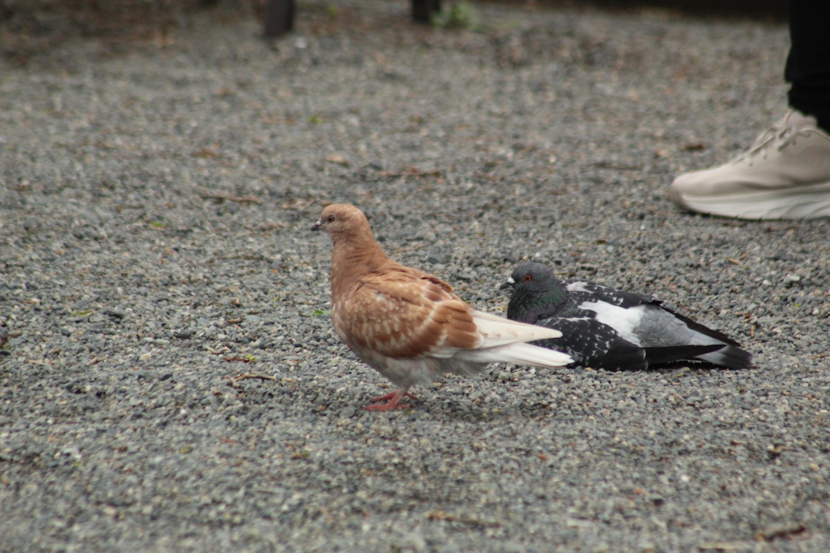 Rock Pigeon (Feral Pigeon) - ML572934011