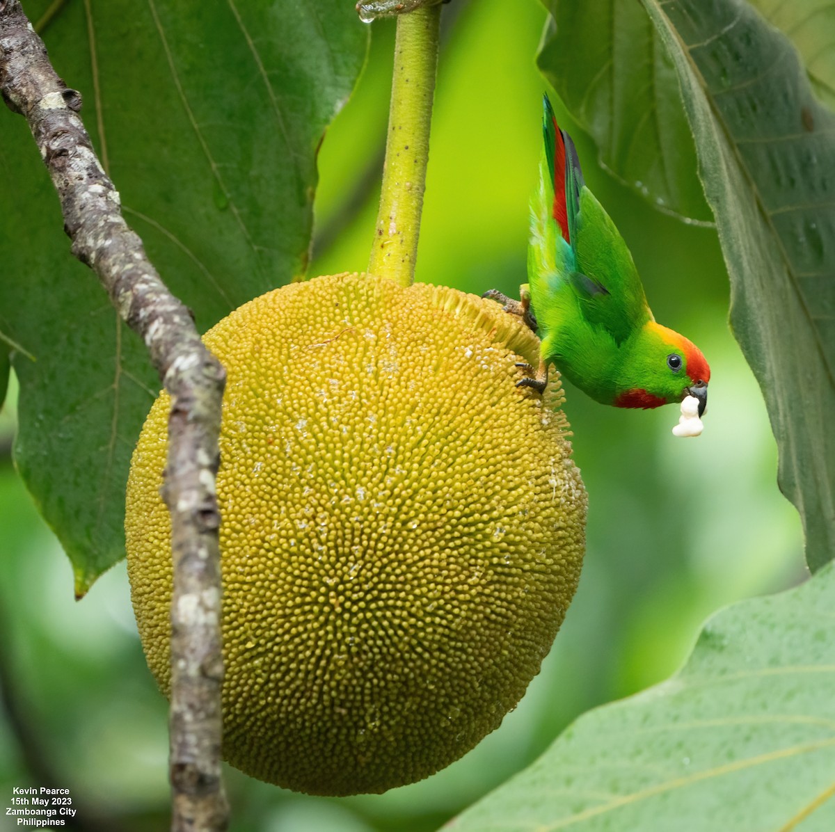 Black-billed Hanging-Parrot - Loriculus bonapartei - Birds of the World