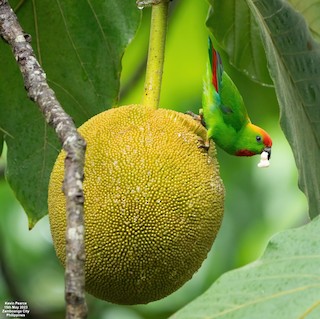  - Black-billed Hanging-Parrot