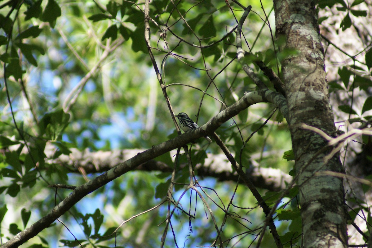 Black-and-white Warbler - ML57293841