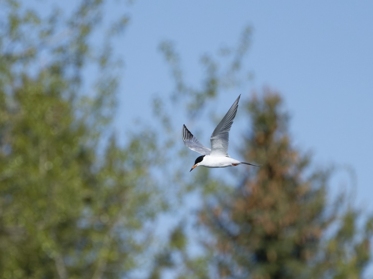 Common Tern - ML572942251