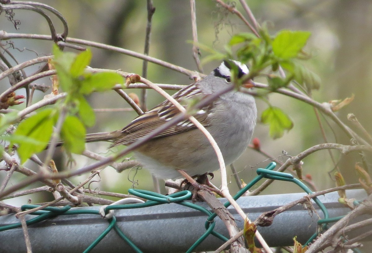 White-crowned Sparrow - Matthew Garvin
