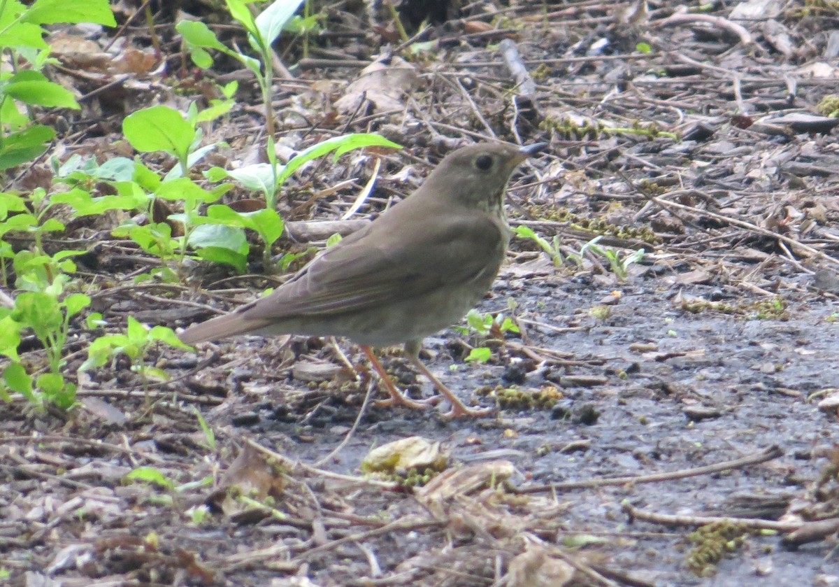 eBird Checklist 15 May 2023 Celery Bog Nature Area 77 species