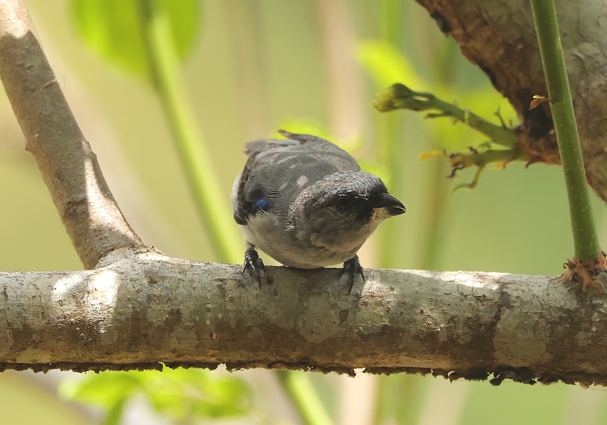 Plain-colored Tanager - ML572950191