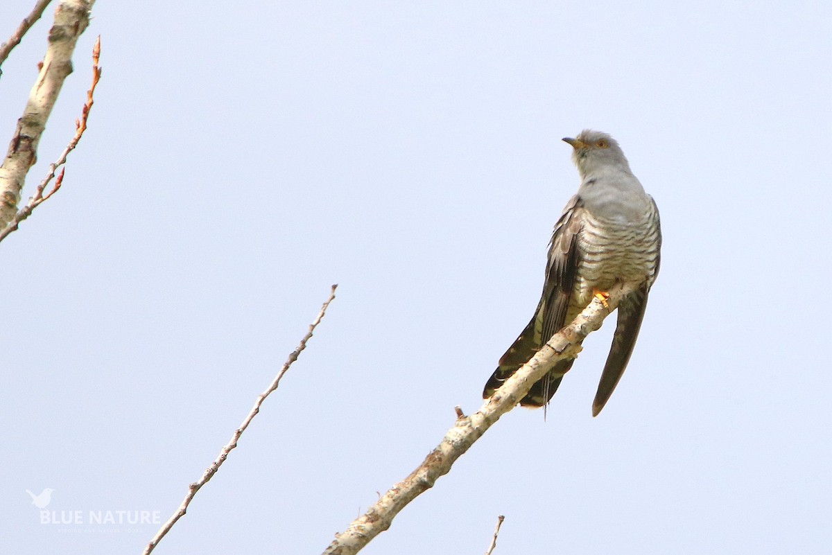 Common Cuckoo - ML572953831