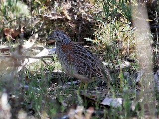 Painted Buttonquail, ML572954251