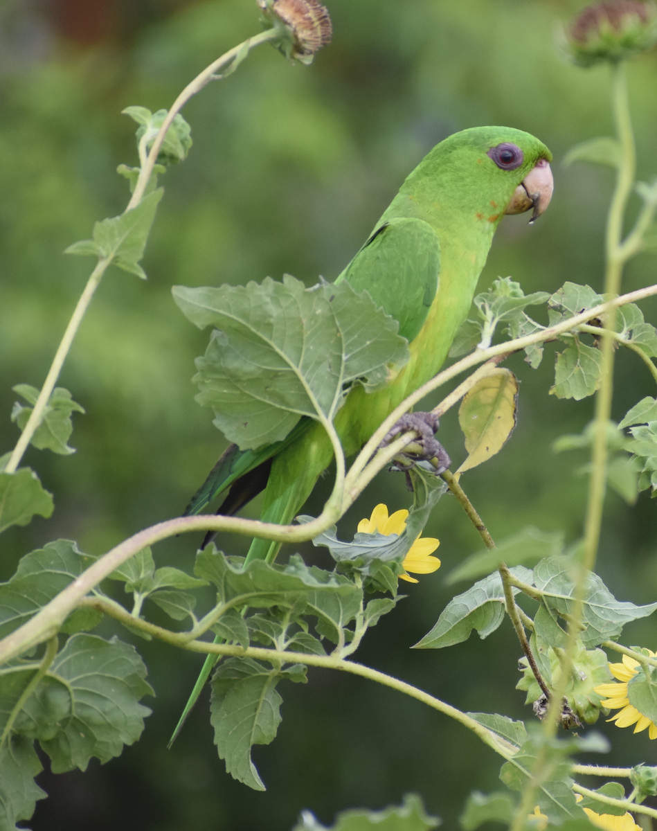 Green Parakeet - ML572960881