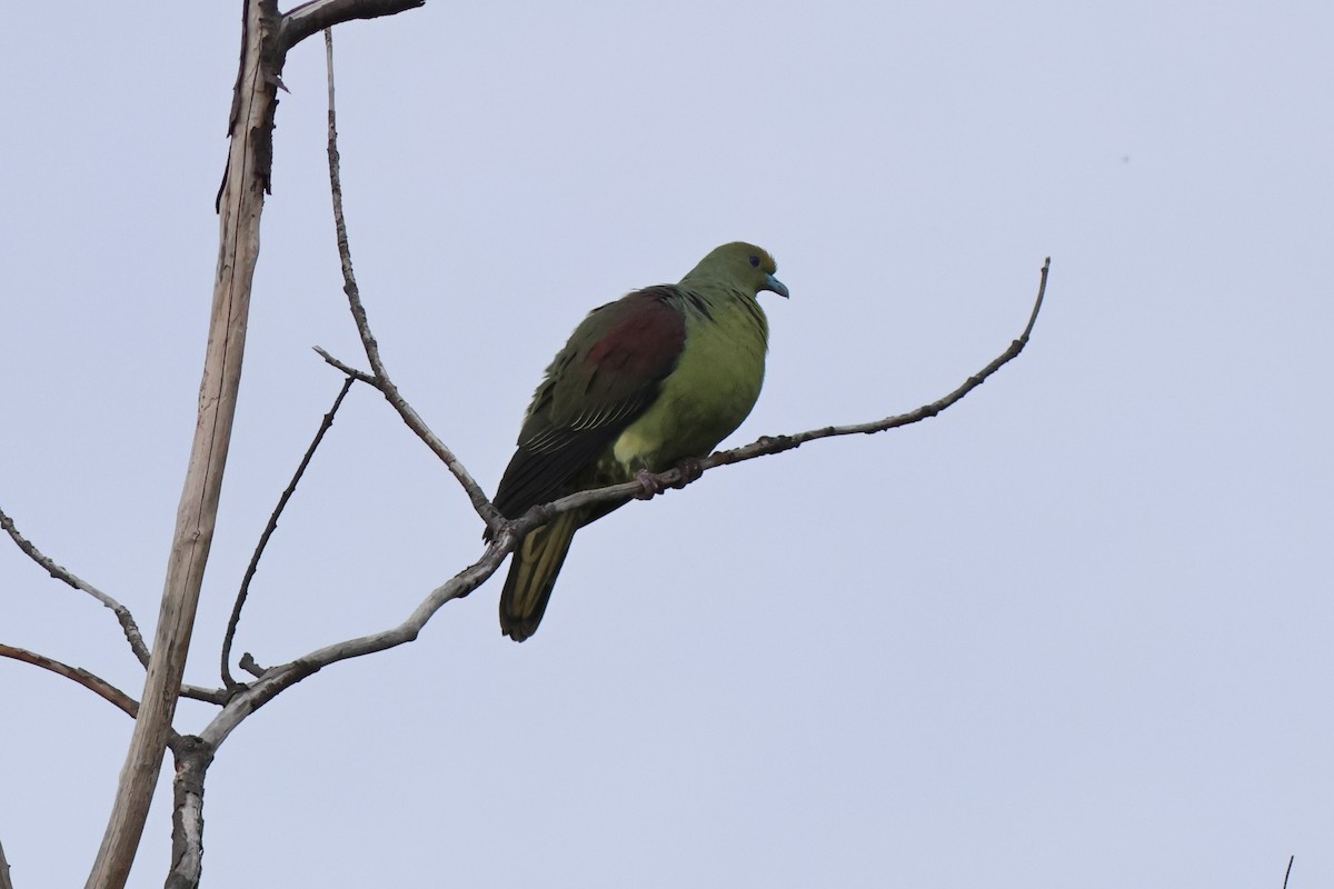 Whistling Green-Pigeon (Taiwan) - ML572962791