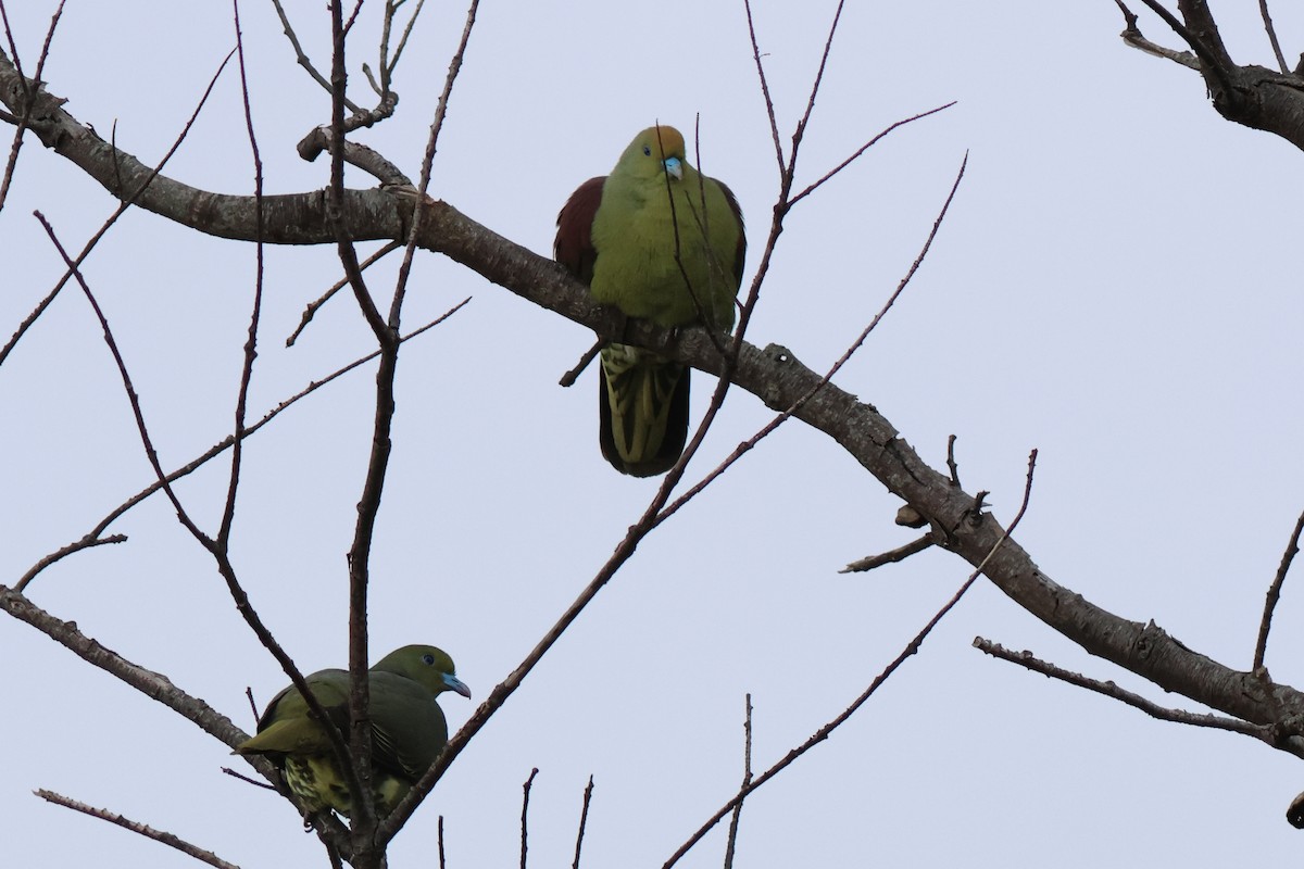 Whistling Green-Pigeon (Taiwan) - ML572962801