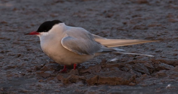 Arctic Tern - Nelson Palma