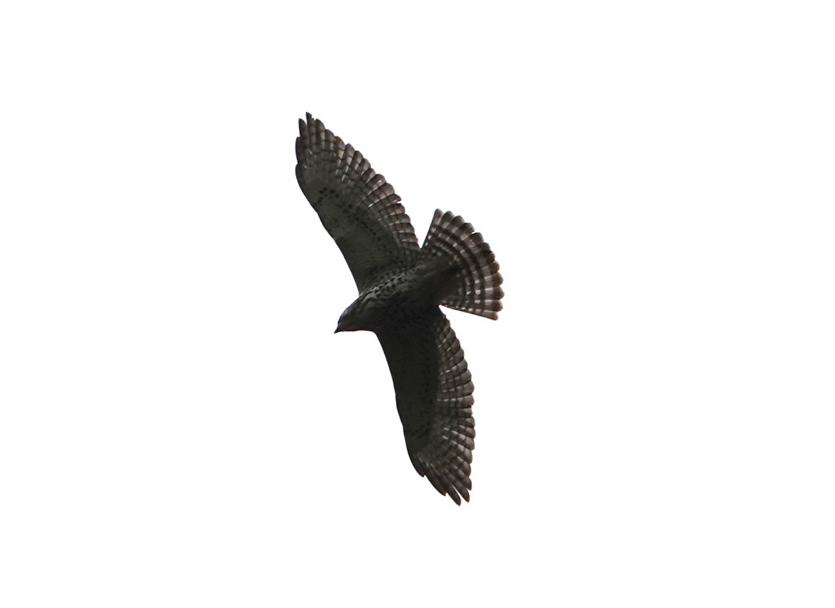 Broad-winged Hawk - B P