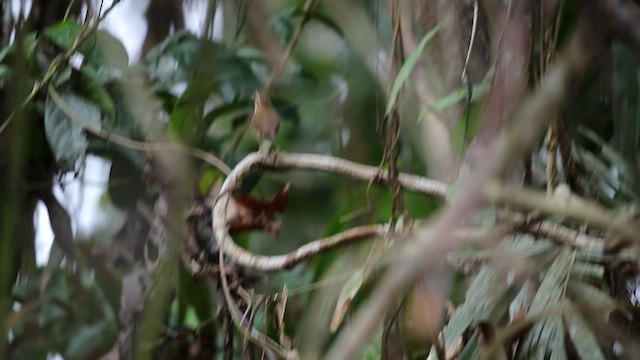 Pale-footed Bush Warbler - ML572968601