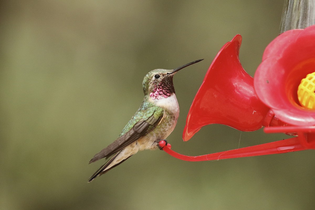 Broad-tailed Hummingbird - ML572968791