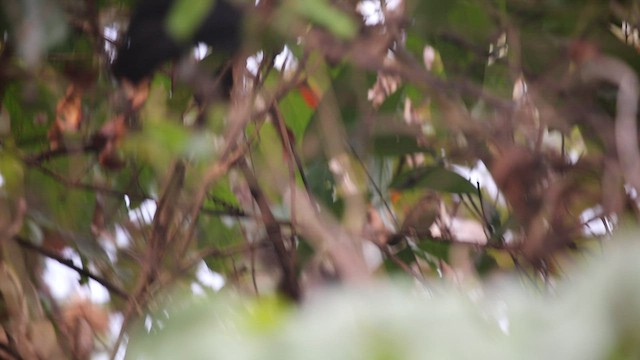 Pale-footed Bush Warbler - ML572968961