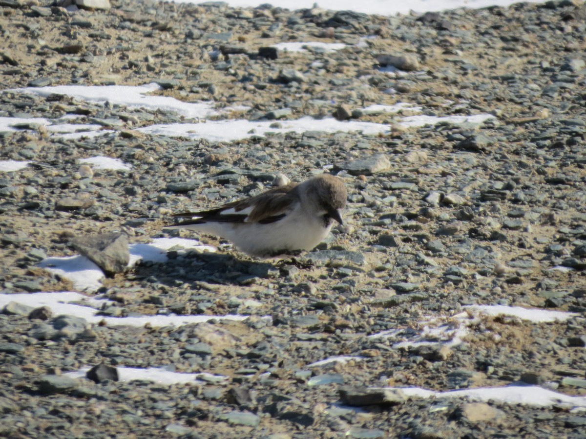 White-winged Snowfinch - ML572971271