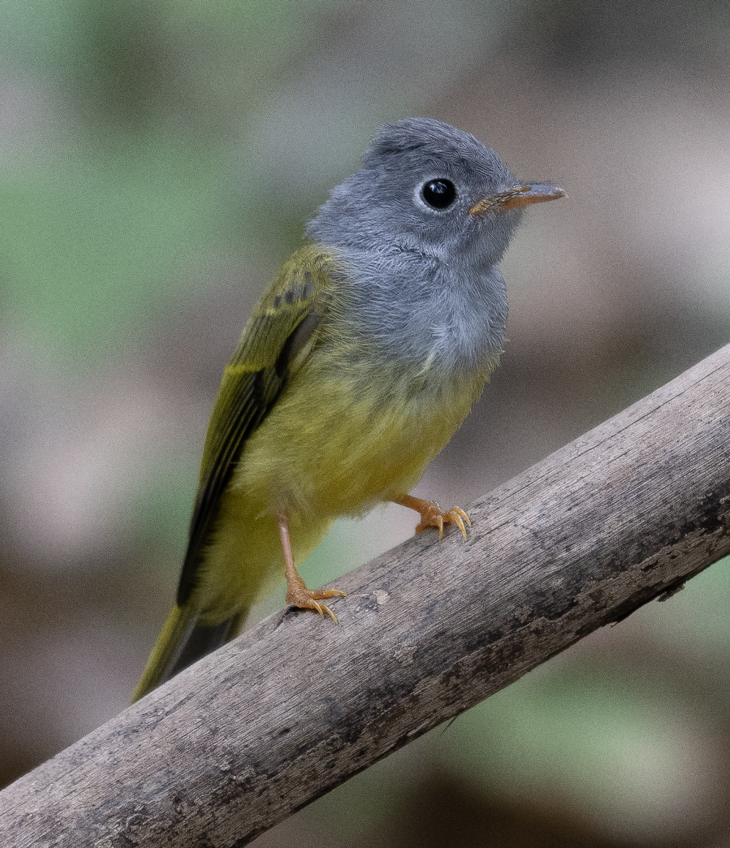 Gray-headed Canary-Flycatcher - Harshil Sharma