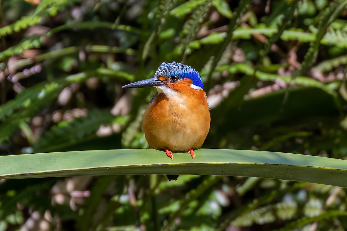 Malagasy Kingfisher - ML572972771