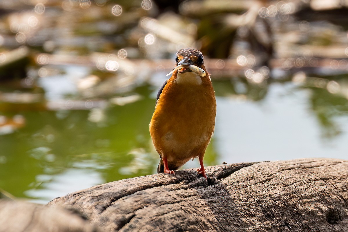 Malagasy Kingfisher - ML572972781