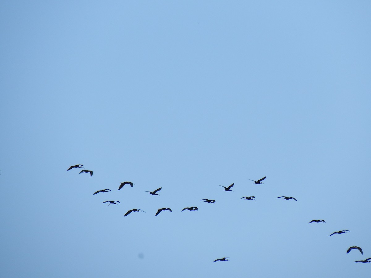 ibis americký - ML57297661