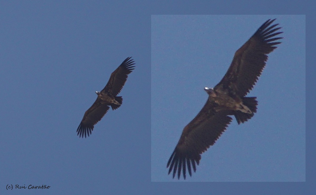 Lappet-faced Vulture - ML57299631