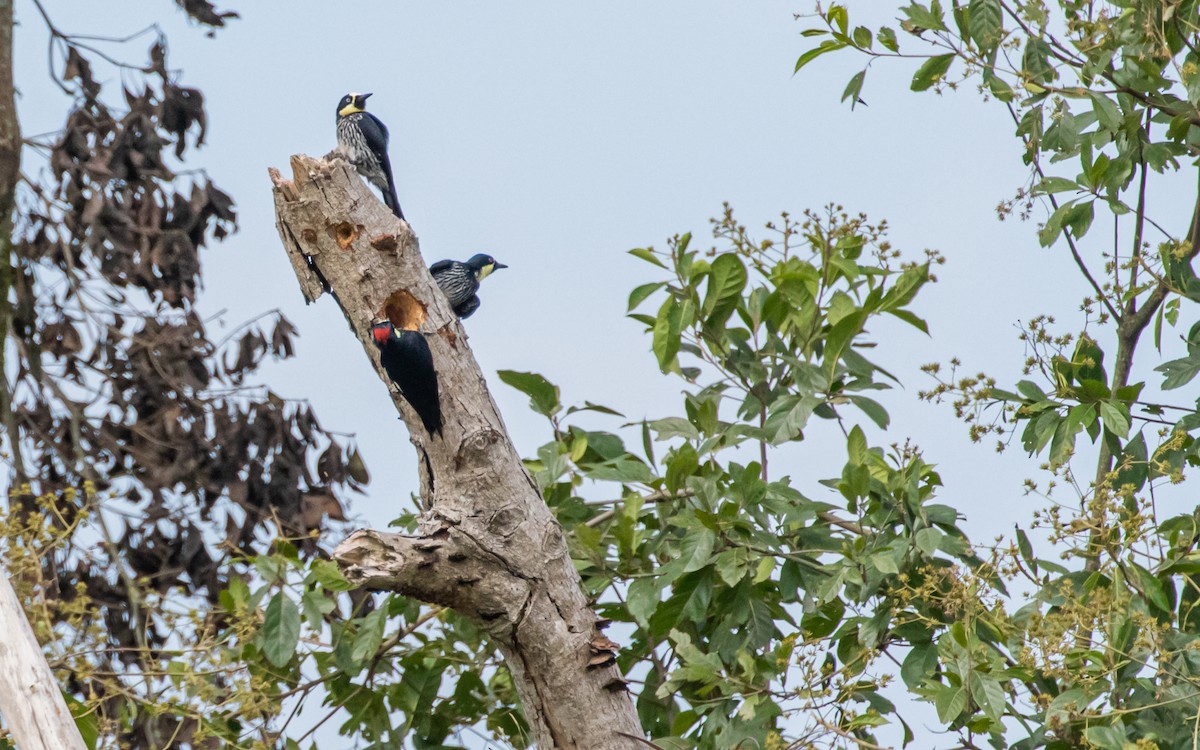 Acorn Woodpecker - ML572996901