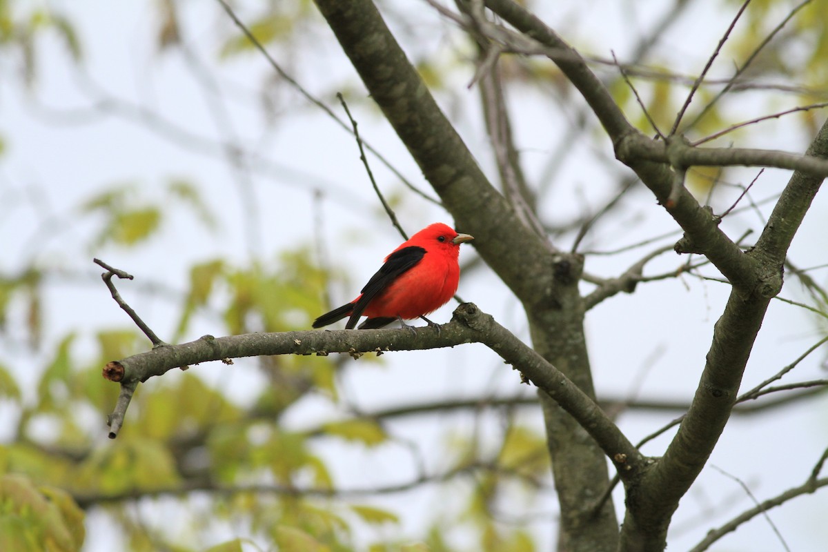 Scarlet Tanager - ML57300001