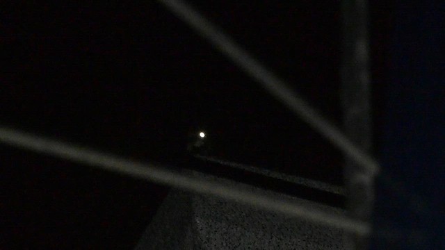 Gray Nightjar - ML573001741