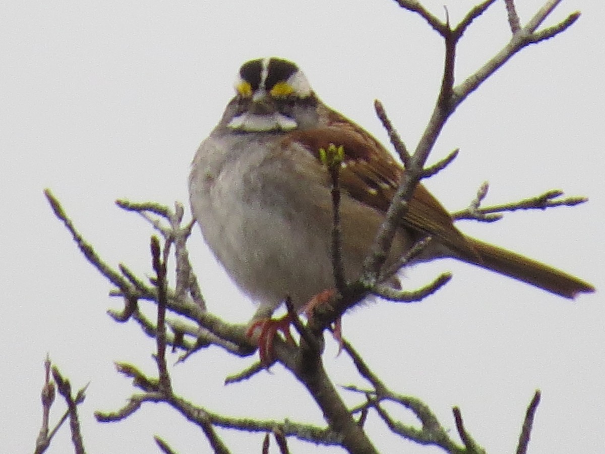 White-throated Sparrow - Paul Frost