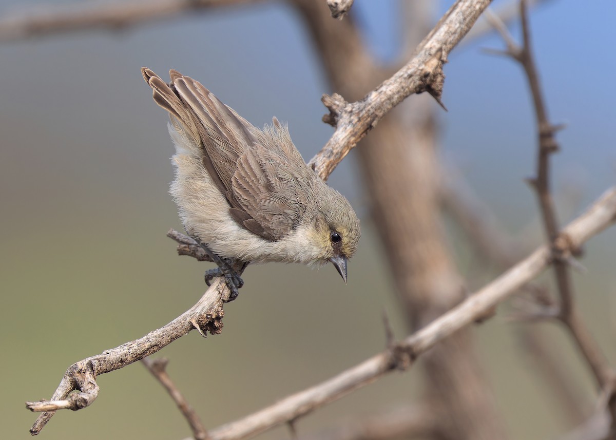 Mouse-colored Penduline-Tit - ML573003471