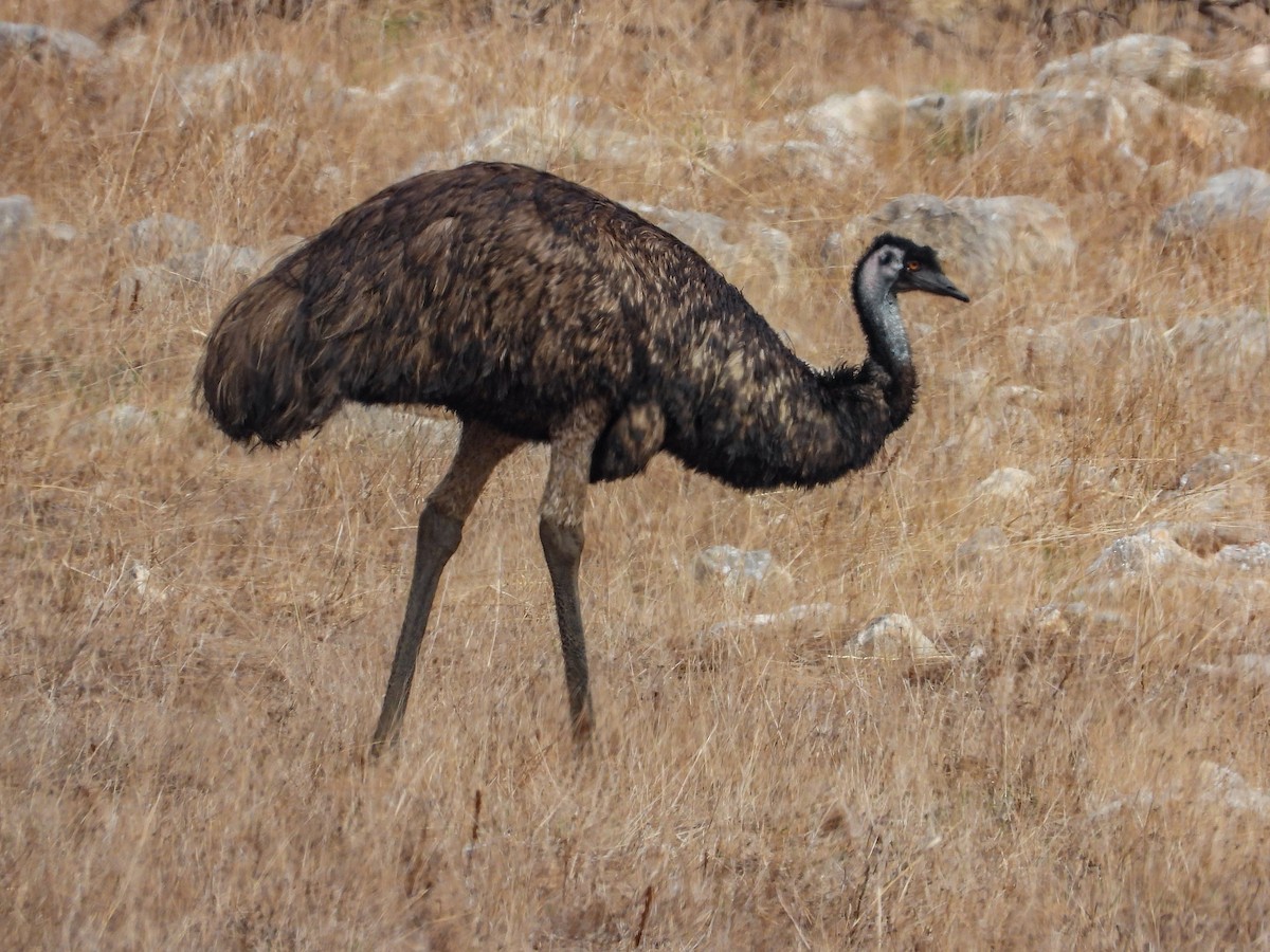 Emu - Thomas Schultz