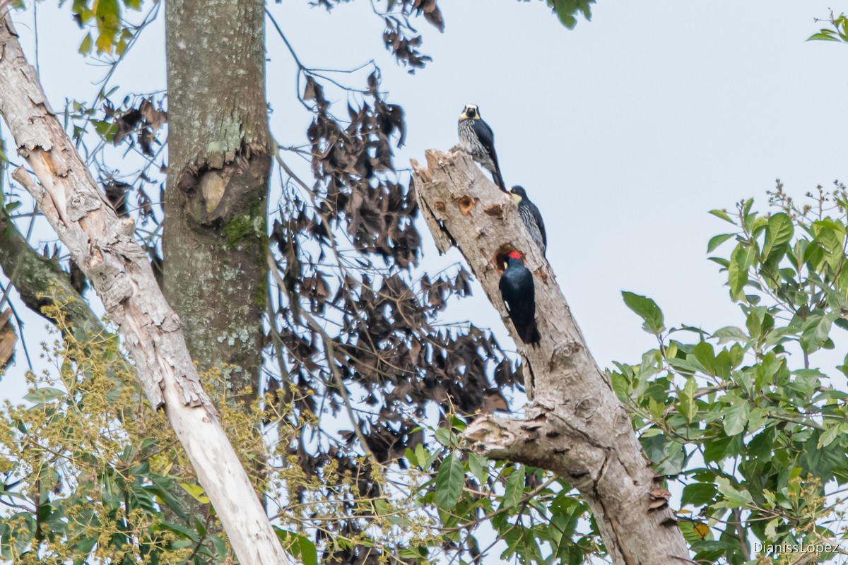 Acorn Woodpecker - ML573013191