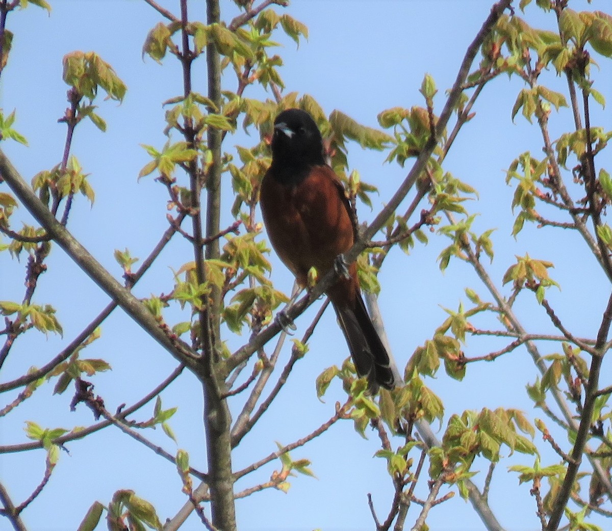 Orchard Oriole - ML573017051